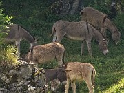 Sui sentieri dal Passo di Crosnello spettacolo del Giglio martagone - 16giu22 - FOTOGALLERY